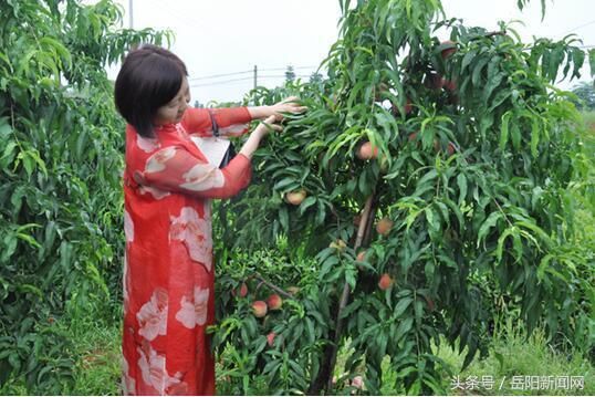 岳阳县千苗苹果桃新鲜出园“快购快送”团队爱心助农