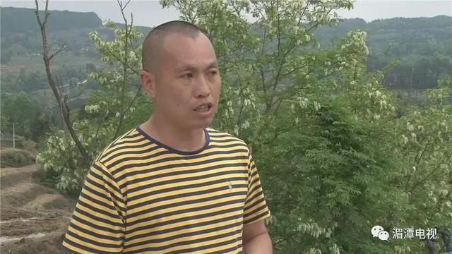 鱼泉街道：发展中药材种植 托起村民致富梦