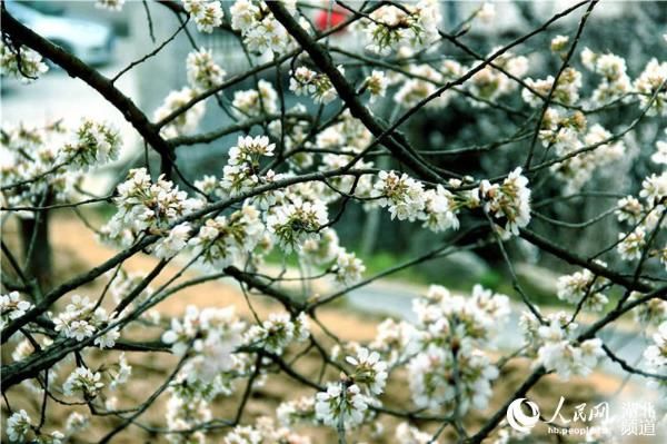 湖北十堰:樱桃花开早 风景美如画