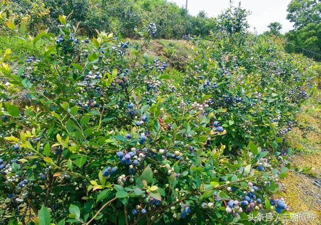 长沙南部有个蓝莓基地，果大微酸带甜味，初夏已进入盛果采摘期