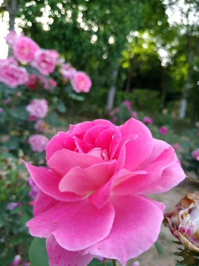 雨后开出最新的花儿，从初春一直开到秋末，花期无限花开不败