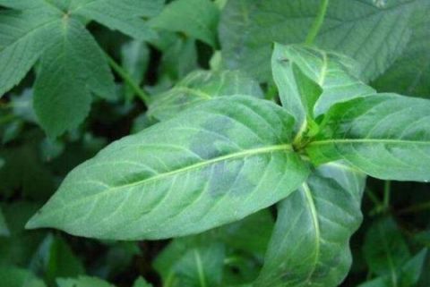 酸模叶蓼被定义成一大害草,大力剿灭,事实是:整