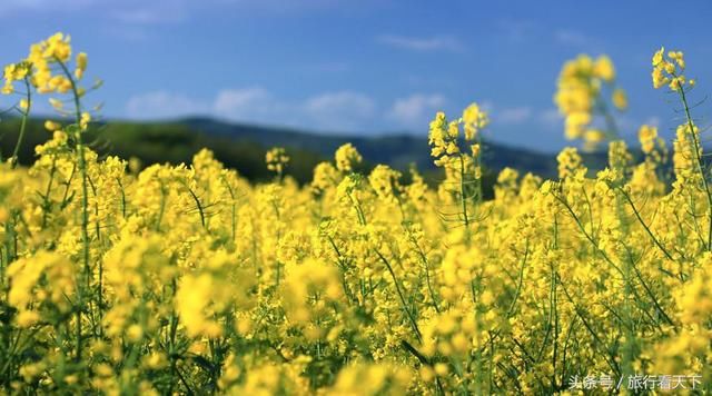 3月油菜花开，这9个地方有全中国最美的花海，你最想去哪个