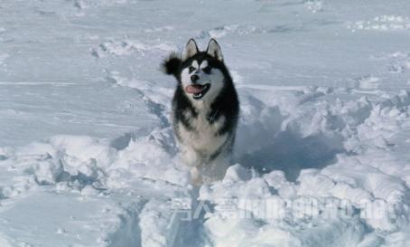 拼车拼到两条大狗 滴滴回应乘客不携带宠物全