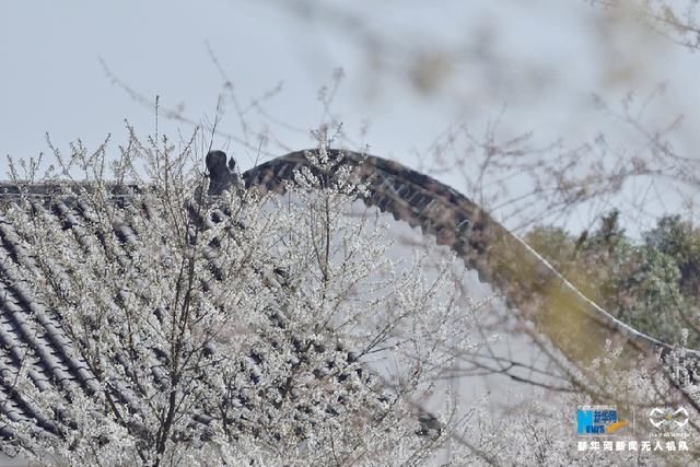 无人机之旅｜春到云龟山 樱花浪漫开