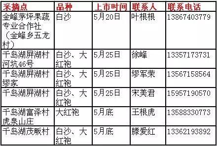 又是一年枇杷季，来千岛湖这几个地方采准没错