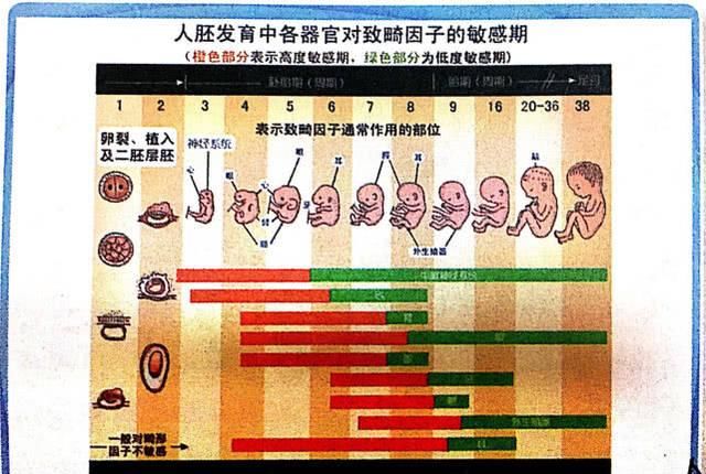 怀孕一个月怎么办