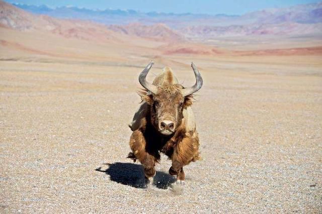 去西藏自驾车旅行,这五个注意事项了解下