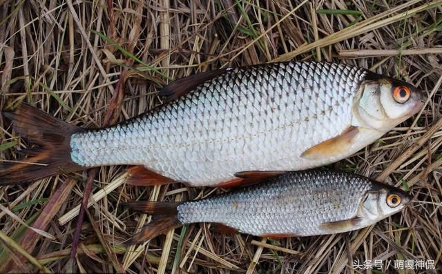 妻子生下“鱼子”，岳母发现不对，发现女婿不是人