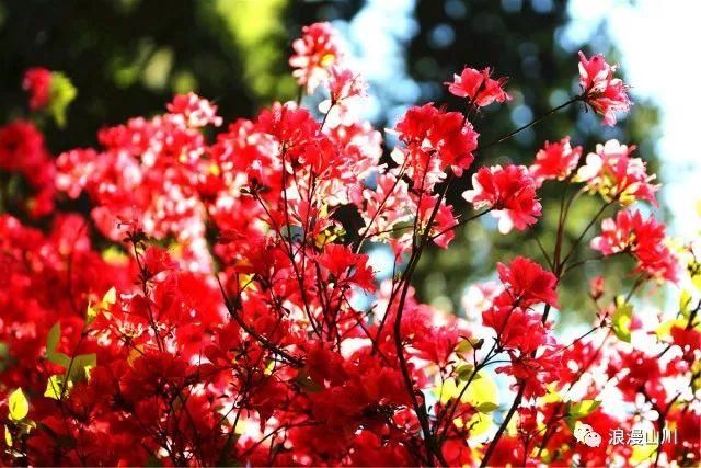 震撼!山川峡谷映山红,绵延数公里!
