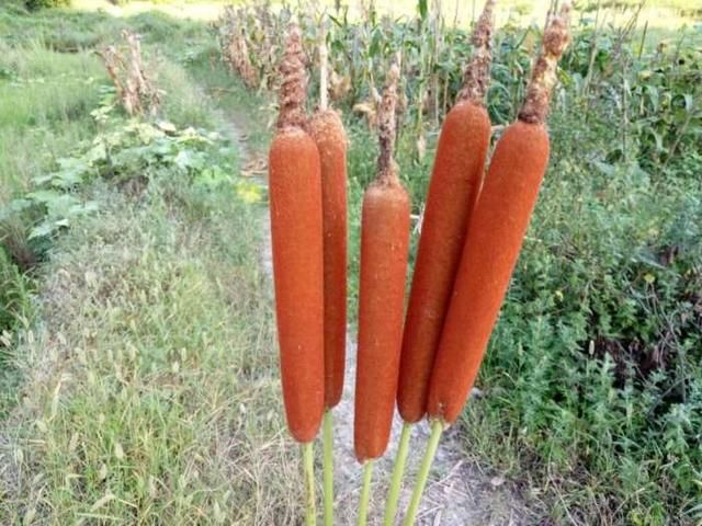 老大爷靠种植这种东西，发家致富，村民都羡慕不已！