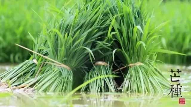 芒种养生:祛湿毒、养心血!