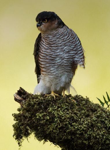 痛心!丹麦首富4个孩子3个丧生斯里兰卡恐袭.身