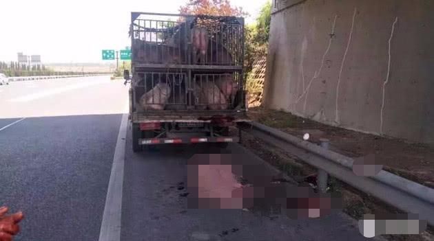 货车司机运送活猪,因猪不听话乱窜竟在高速路
