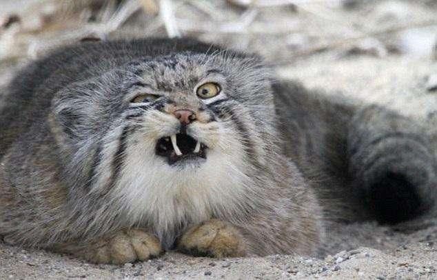 周公解梦，梦到猫吃兔——寓意与解析的深度探索