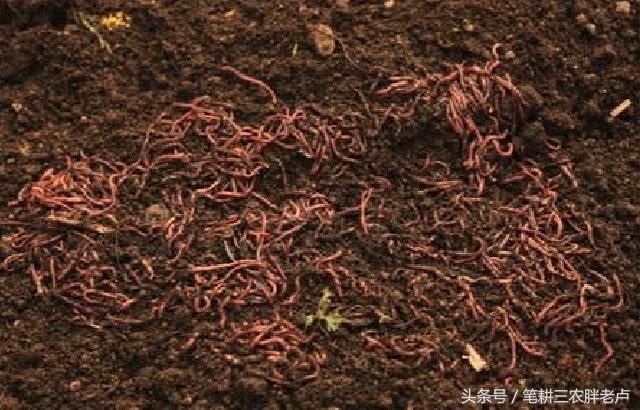农村电蚯蚓猖獗,也没人管!一天挣上百,电蚯蚓比电鱼更让人气愤