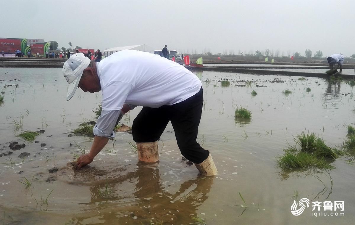 盐碱滩上也能种水稻!青岛海水稻插秧正进行