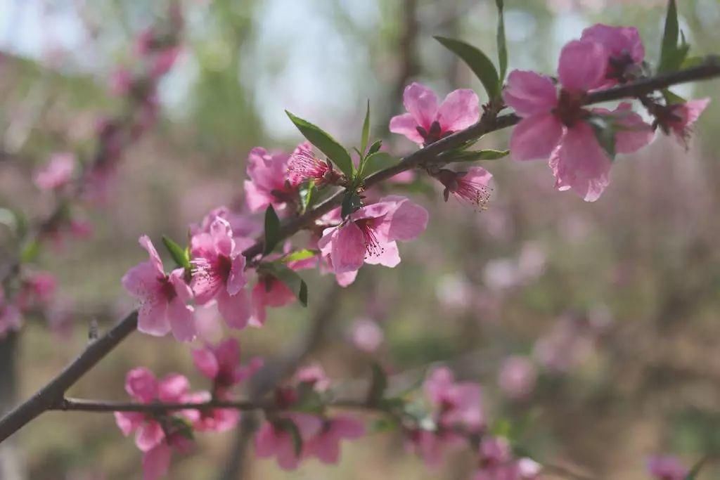 2018年12生肖桃花运大解析！谁桃花满满，谁注孤生？