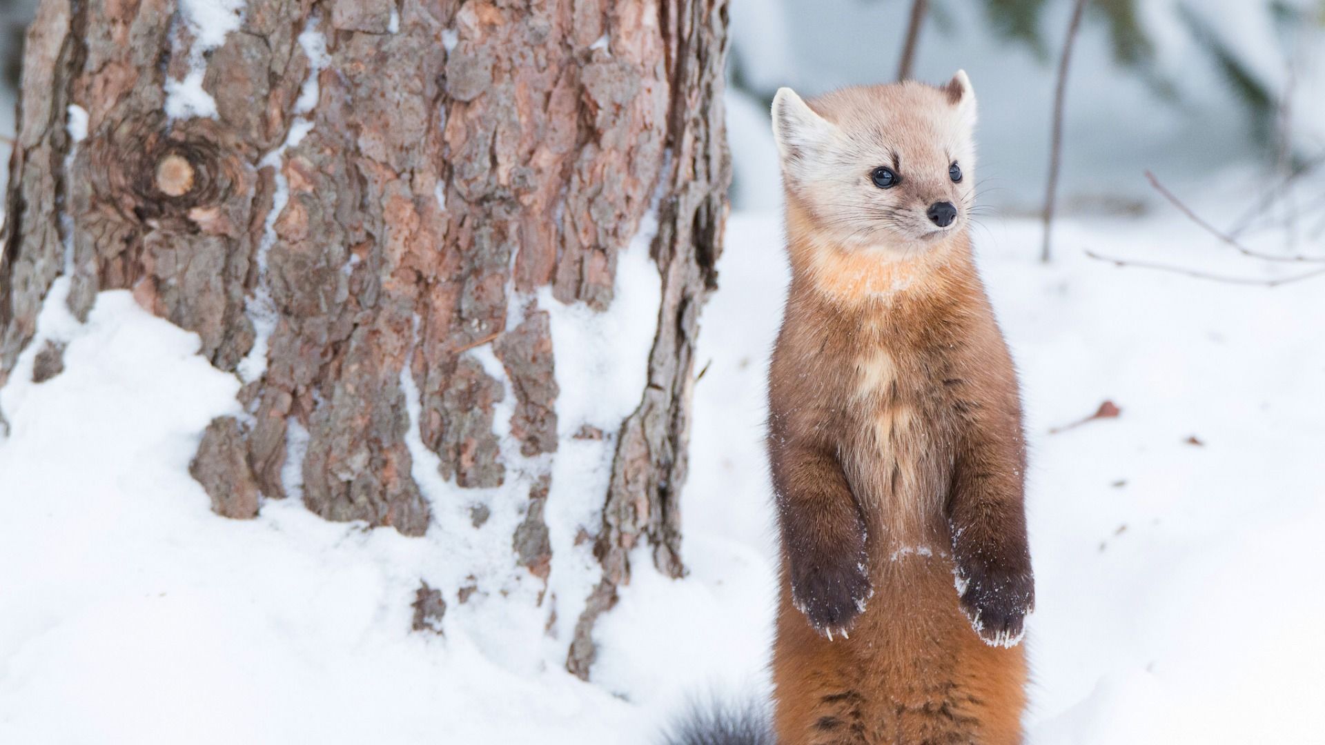 宠物貂,如安格鲁貂和玛雪儿貂实际上是鼬,可爱萌萌哒的电脑壁纸