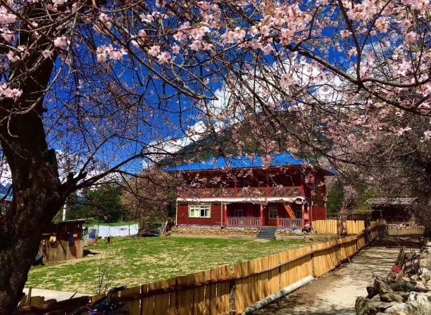 林芝桃花节快到了!抓紧时间赏花去，西藏景区免费到4月底!