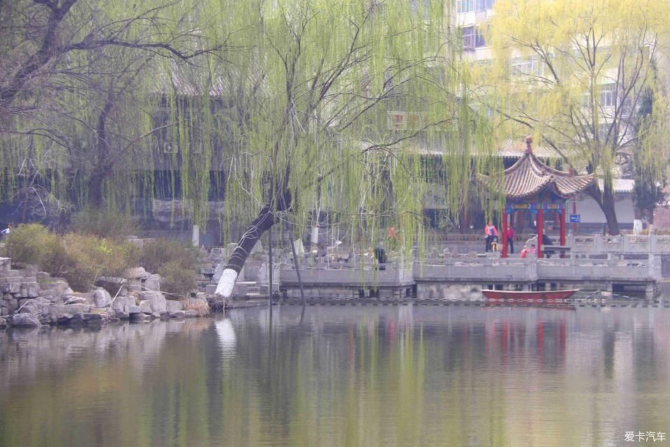 《春之彩》文瀛公园遛个弯!