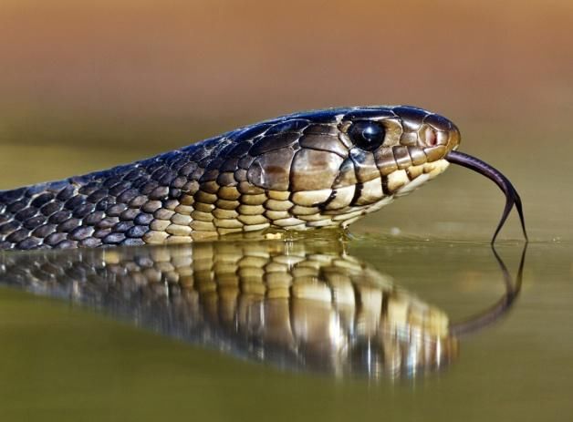 接福纳贵迎财神,2018年时来运转,4大生肖越活越滋润