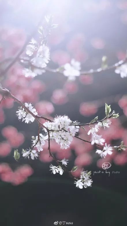 大福建这些地方，花开成海，美若仙境错过就要再等一年啦!