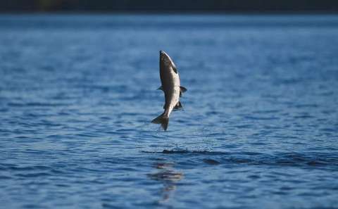 生吃三文鱼的危害你知道么?寄生虫害死人