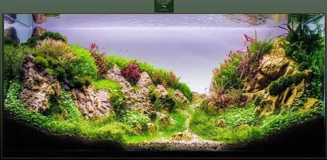10种鱼缸造景风格分析-水草缸