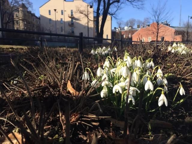 芬兰人又要戴白帽、穿补丁裤了,还要怎么嗨?