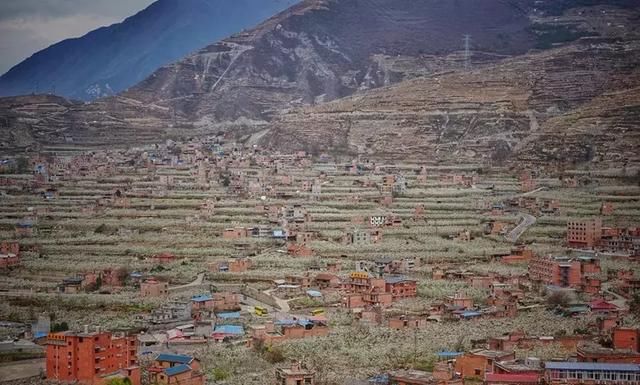 川西规模最大原生态李花观赏地，迎来最后的花期！要去的抓紧！