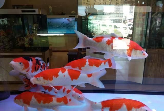 观赏鱼店里的鱼