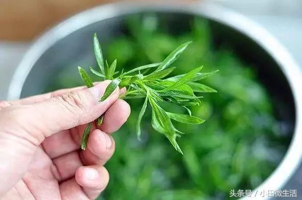 田边路旁的这个野菜，名字挺特别，大家叫它扫帚菜或者地肤