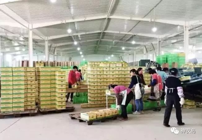 走进褚橙基地，探寻褚橙从600亩到40000亩品质如一的秘密！