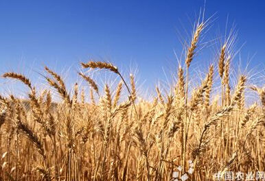 青岛胶州市2018年小麦穗期病虫害一喷三防项