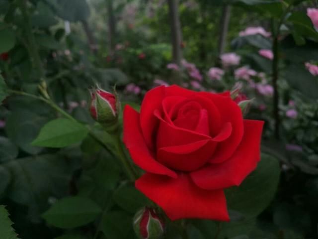 雨后开出最新的花儿，从初春一直开到秋末，花期无限花开不败