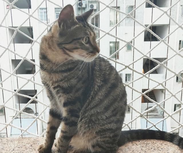 自从小猫咪爱上阳台,情况一发不可收拾,铲屎官才出此下策 葡京真人