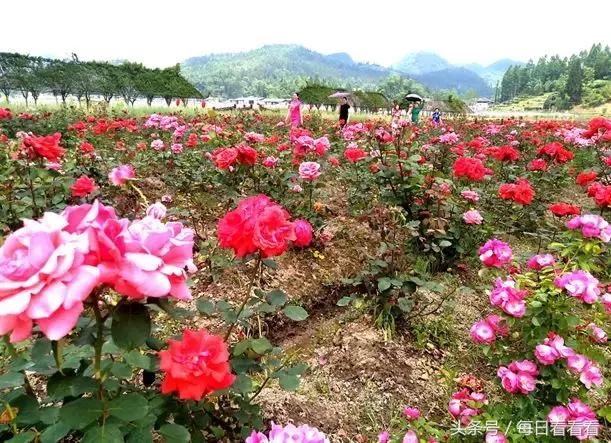 利川一女子隐居乡村3年，种下一大片浪漫花海，美哭啦……