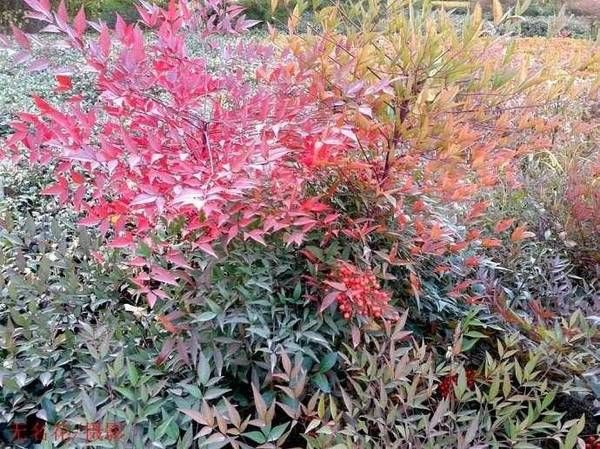 有毒植物被当绿化树,误食会造成身体伤害,但解