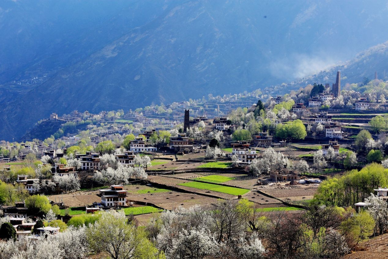 中国最美乡村丹巴 迎来梨花的最佳观赏期