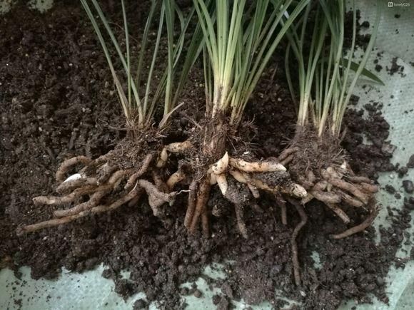 夏季是兰花生长的关键时期,注意这4点,兰花轻松爆盆,太羡慕了