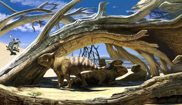 化石研究恐龙