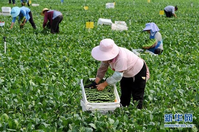 河南西华：蔬菜采摘忙