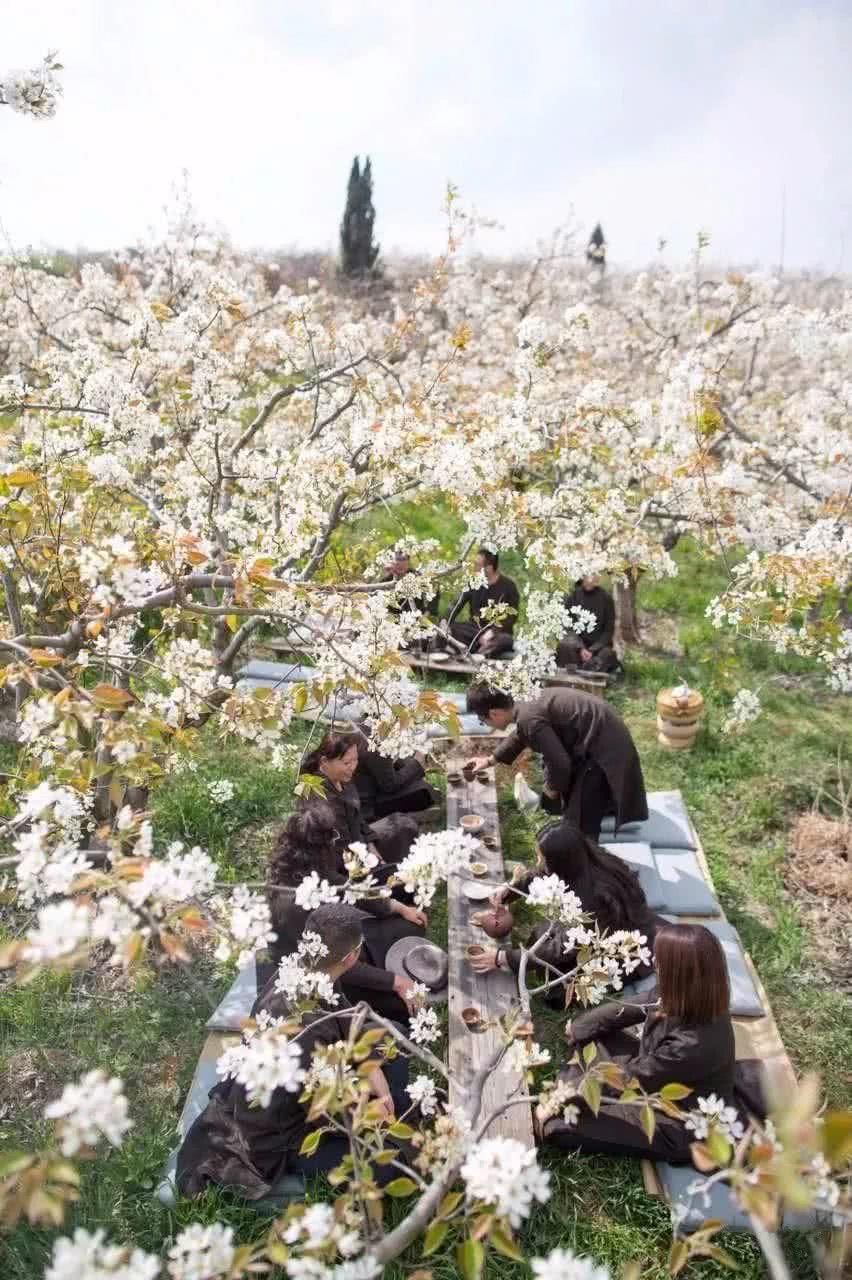 我在梨花盛开的听紫云，候你佳音！