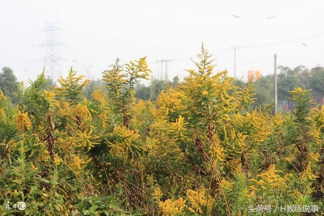 决战2018年公考!聊一聊外来物种的那些事