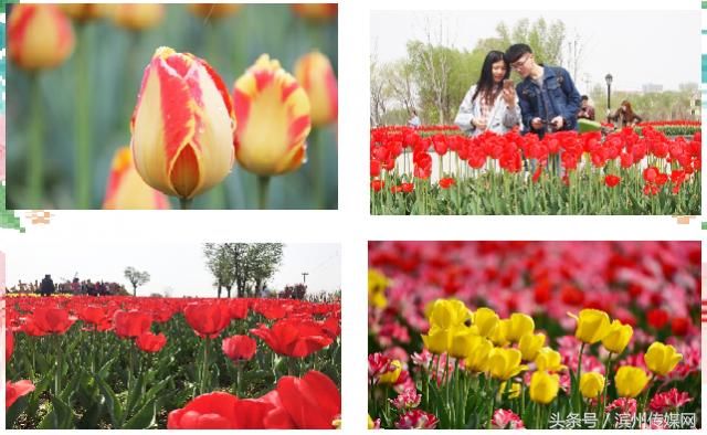 郁金香开绚四野 秦皇河畔好风光