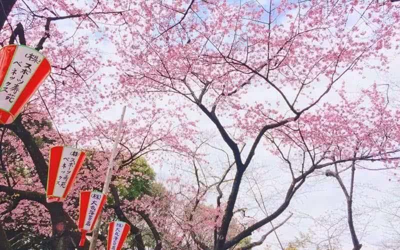 吐血整理:2018年日本樱花开放时间表新鲜出炉