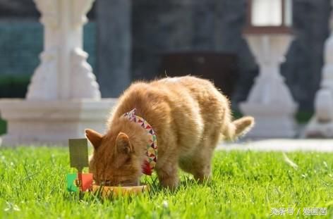 世界杯预测六连中却因猫血栓不幸去世,猫咪去