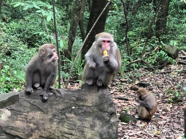 旅游原创 篇一:母亲节陪她来一场自由行 亲测张家界五日游