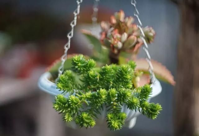 中国最美的尼姑庵，不烧香只种花，韩红也慕名而来！